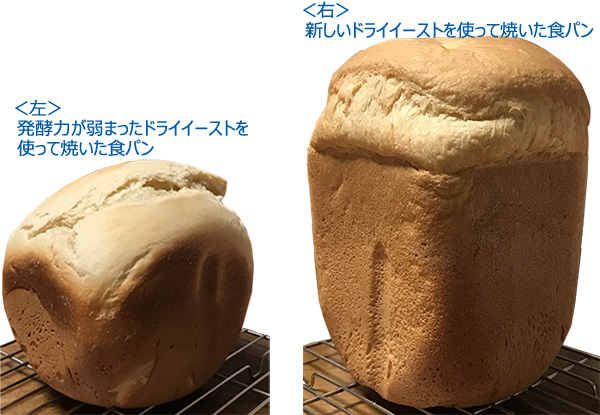 古いドライイーストと新しいドライイーストによるパンのふくらみ比較